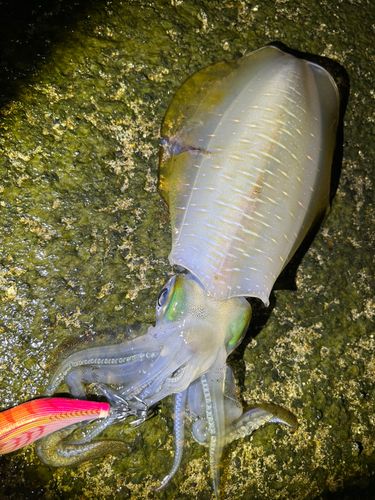 アオリイカの釣果