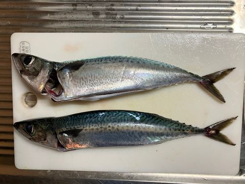 伊豆大島