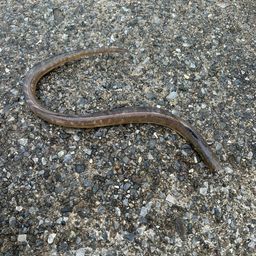 ホタテウミヘビ