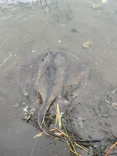 エイの釣果