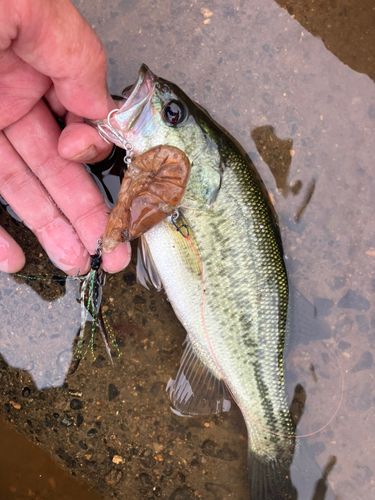 ラージマウスバスの釣果