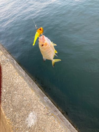 メッキの釣果
