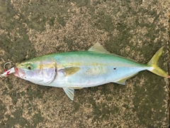 フクラギの釣果