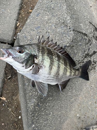 クロダイの釣果