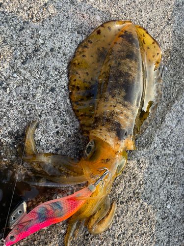 アオリイカの釣果