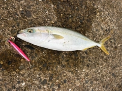 フクラギの釣果