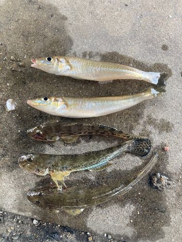 キスの釣果