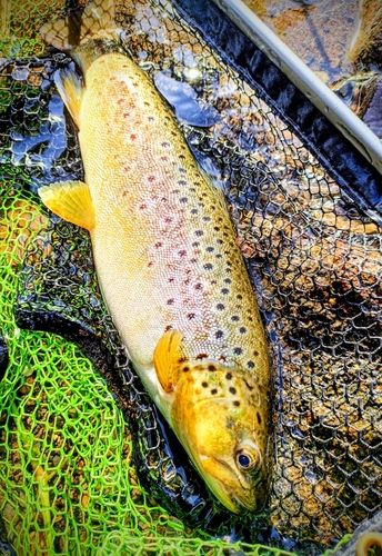 ニジマスの釣果