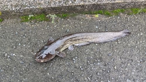 ナマズの釣果