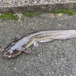 ナマズ