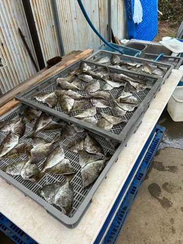 アイゴの釣果