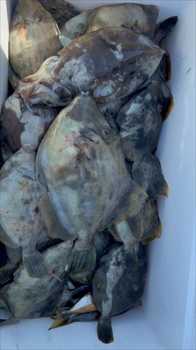 カワハギの釣果