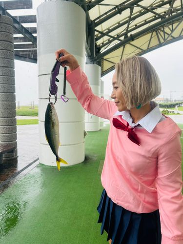 ワカシの釣果