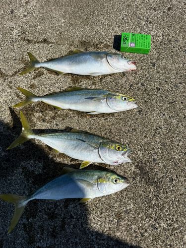 イナダの釣果