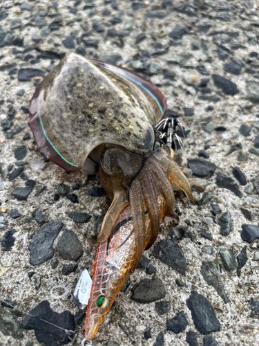 コウイカの釣果