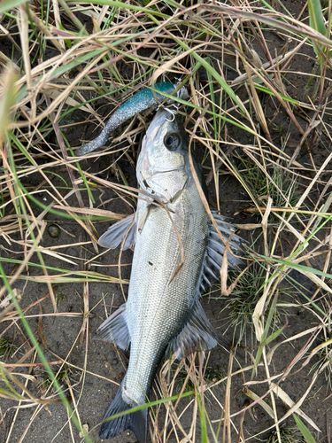 セイゴ（マルスズキ）の釣果