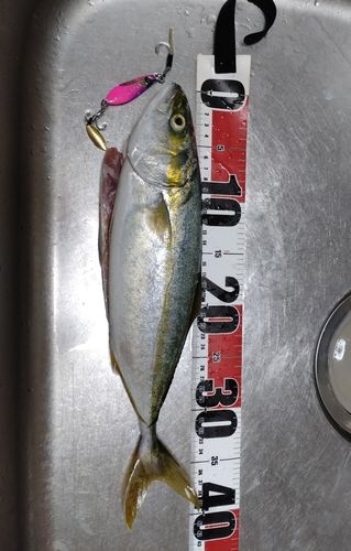ツバスの釣果