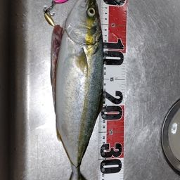 ツバス