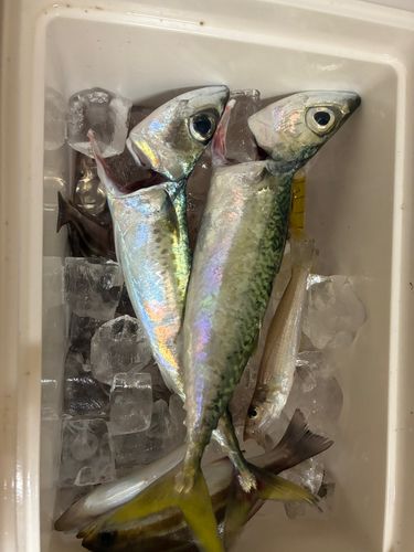 サバの釣果