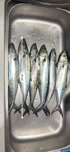 サゴシの釣果
