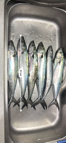 サゴシの釣果