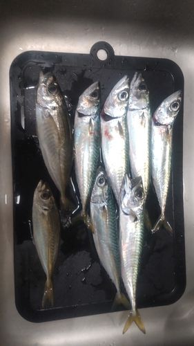 サバの釣果