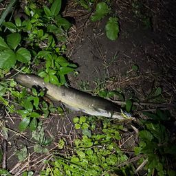 ナマズ
