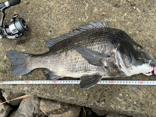 クロダイの釣果