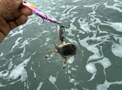 カニの釣果
