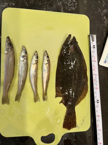 キスの釣果
