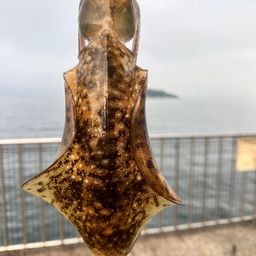アオリイカ