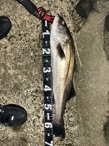 シーバスの釣果