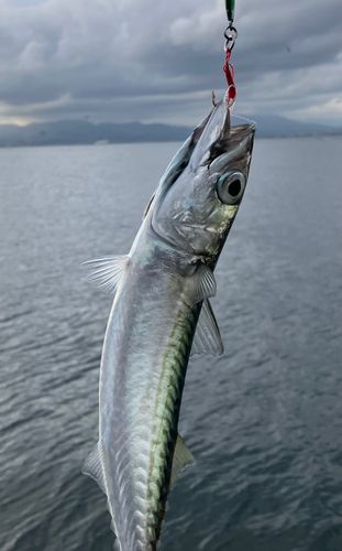 サバの釣果