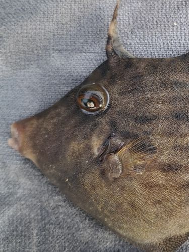 カワハギの釣果
