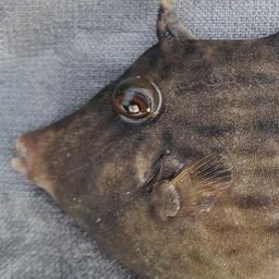 カワハギ