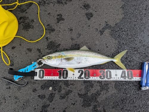 ハマチの釣果