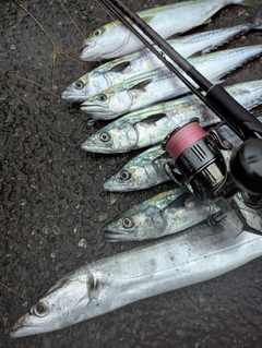 サゴシの釣果