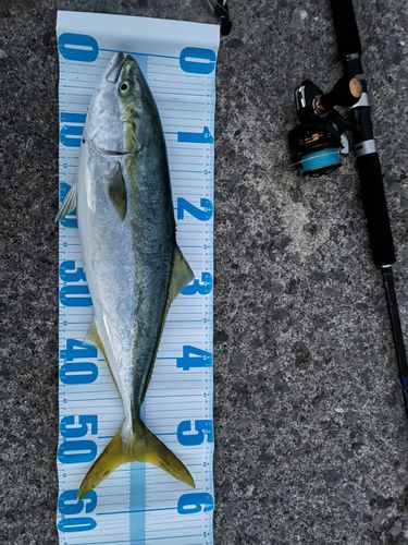 イナダの釣果