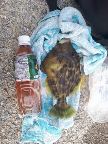 橘湾