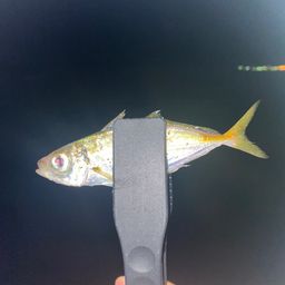 アジ