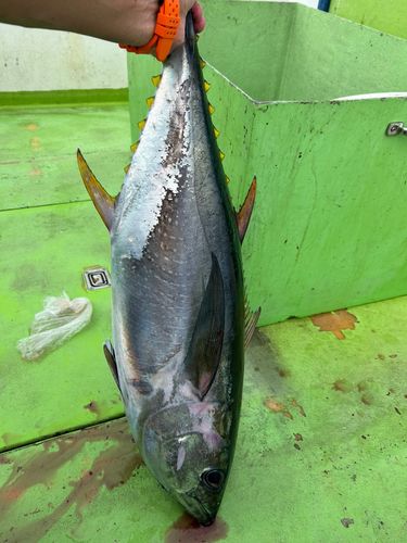 キハダマグロの釣果