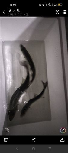 シーバスの釣果