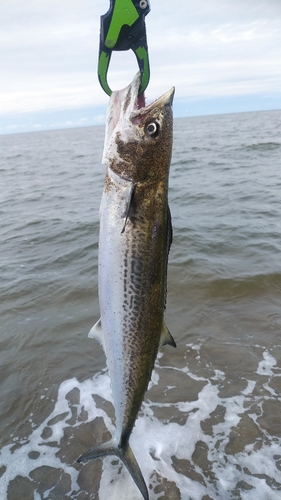 サゴシの釣果