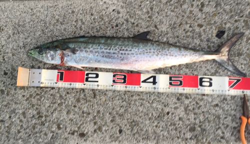 サワラの釣果