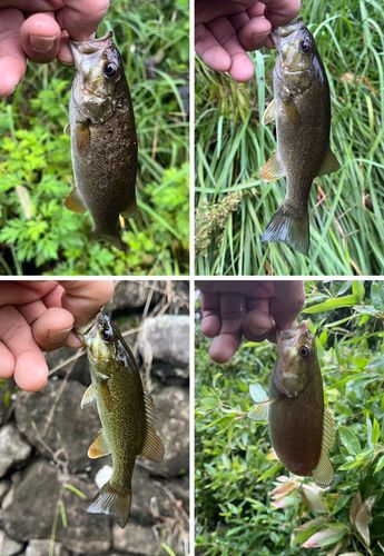 スモールマウスバスの釣果