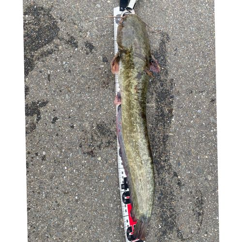 ナマズの釣果