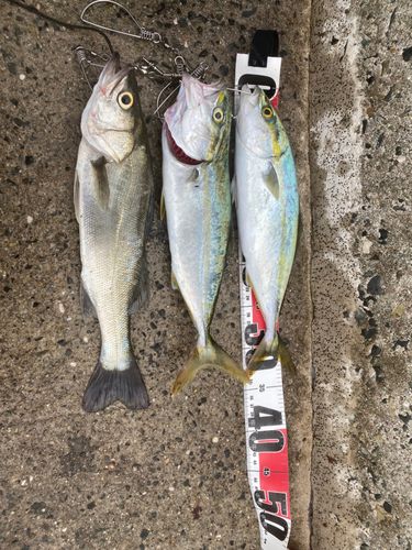 ヤズの釣果