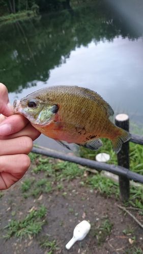猪苗代湖