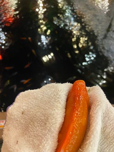 キンギョの釣果