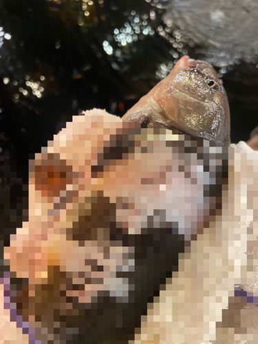 ドイツゴイの釣果